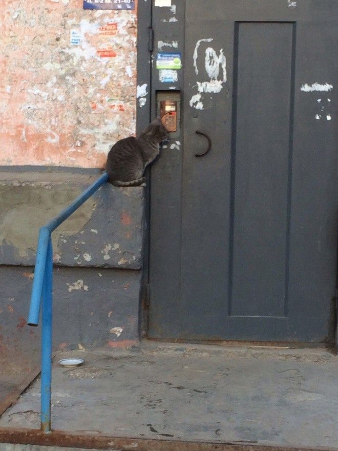 Загадочные животные, которых вы никогда не поймете) Загадочные животные, которых вы никогда не поймете)