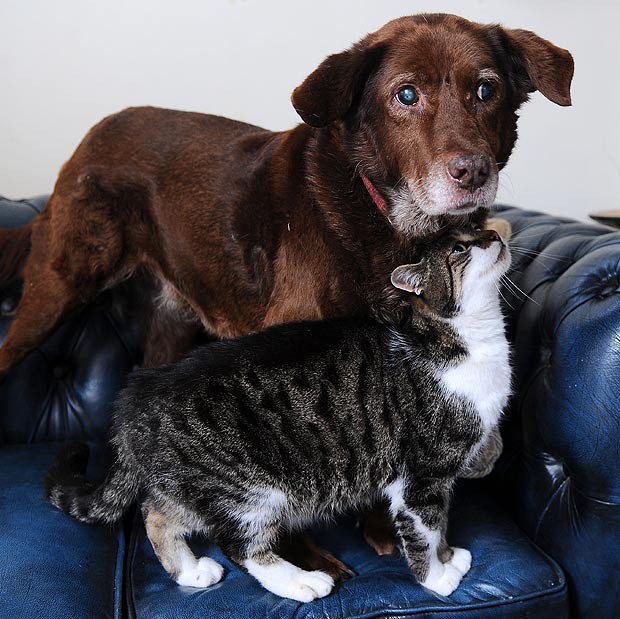 Кот - собачий поводырь животные, кот, собака