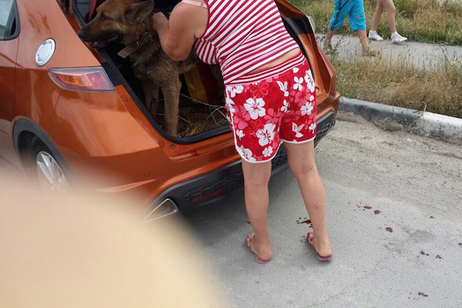 Жительница Новороссийска возила по городу привязанную к машине собаку. Жительница Новороссийска возила по городу привязанную к машине собаку.