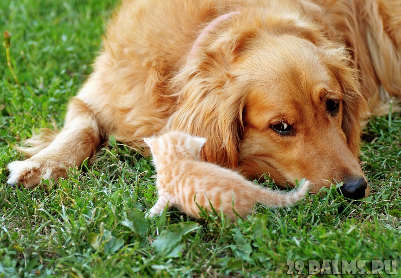 Как кошка с собакой. Часть 1 животные, коты, кошки, собаки, фото, юмор