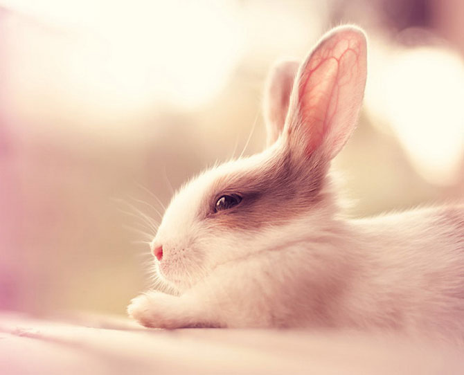 Очаровательные кролики-фотомодели