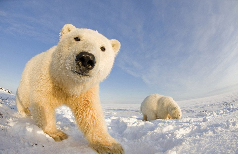 10. Белые медведи не живут в Антарктиде. Вы можете встретить их в Арктике антарктида, континенты, факты