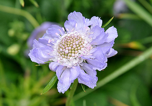 Скабиоза, вдовушка, коростовник (Scabiosa) Скабиоза, вдовушка, коростовник (Scabiosa)
