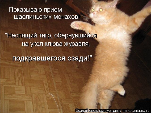 БОЕВЫЕ КОТЫ ТИБЕТСКОГО МОНАСТЫРЯ