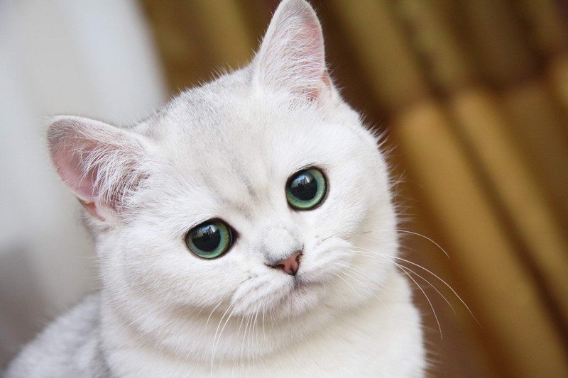 Котямяуки милаши (просто смешные и забавные фотки котэ) кошки, милые киски, прикол, прикольные котэ, смешные кошки, юмор