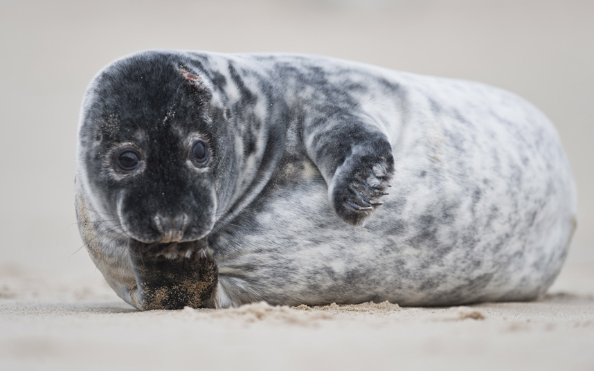 Одномесячный серый тюлень ждет маму