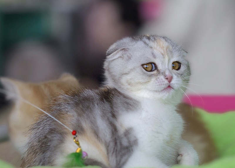 Котямяуки милаши (просто смешные и забавные фотки котэ) кошки, милые киски, прикол, прикольные котэ, смешные кошки, юмор