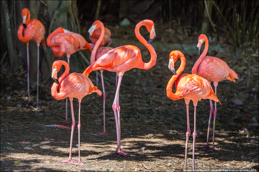 Dominikan flamingo / Доминиканские фламинго