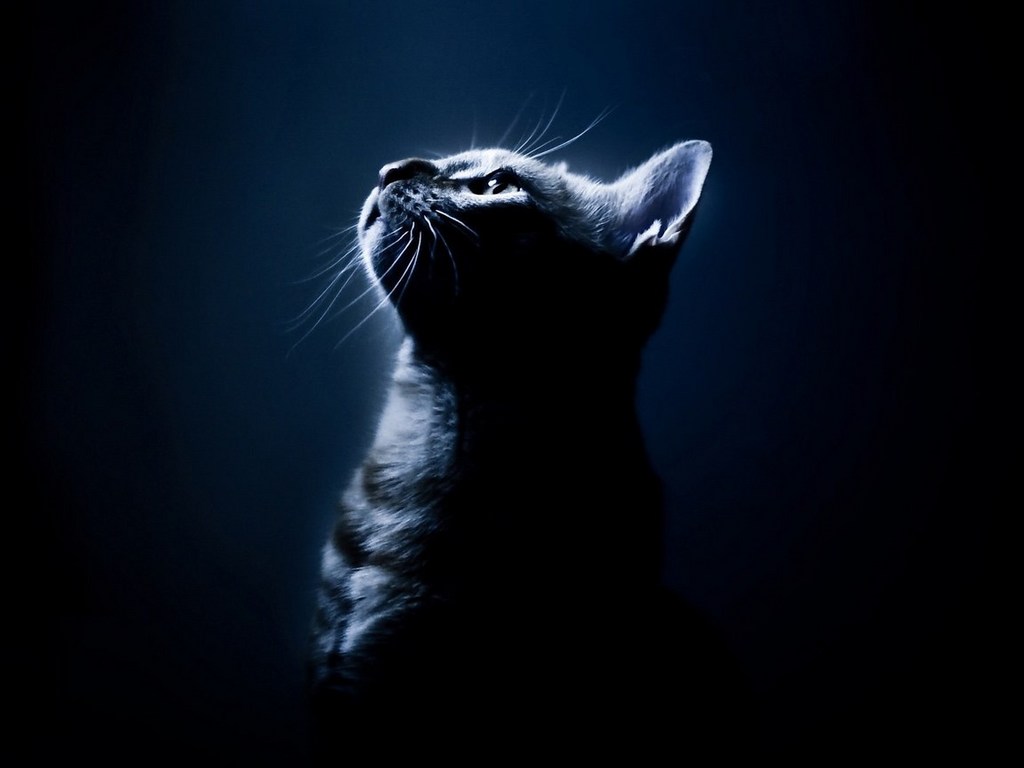 31 причина обменять жену на кошку