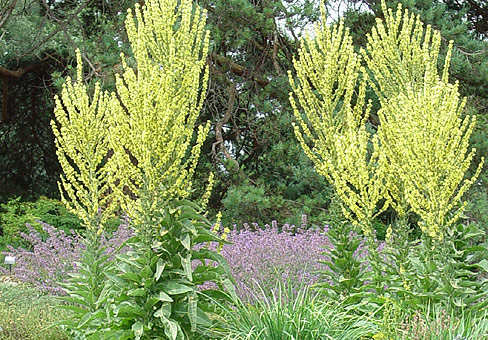 Коровяк (Verbascum) Коровяк (Verbascum)
