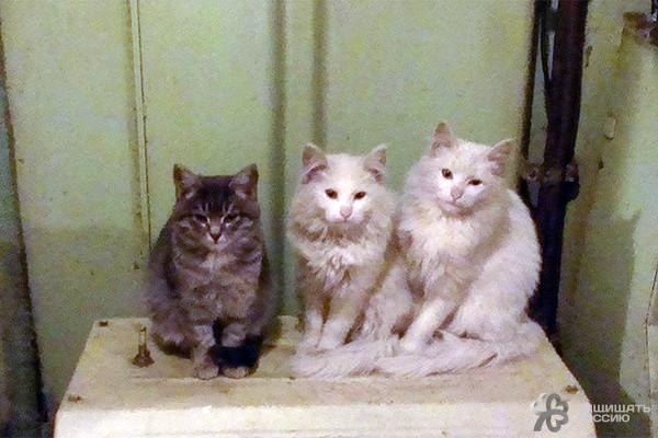 Корабельные коты: суровые и пушистые корабли, коты, кошки, флот