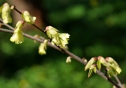 Корилопсис (Corylopsis) Корилопсис (Corylopsis)