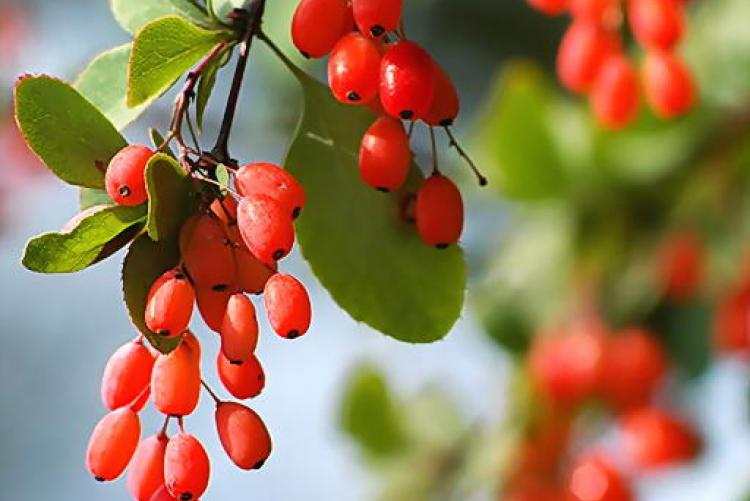 Лечебные свойства ягод барбариса