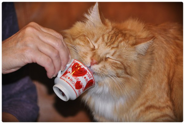 Кот, с которым каждый день - солнечный