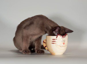 «Непьющие» кошки