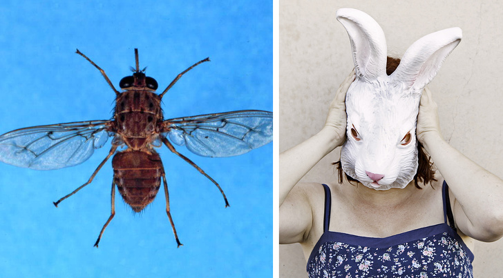 Непредсказуемые побочные эффекты, которые могут возникнуть после укусов животных Непредсказуемые побочные эффекты, которые могут возникнуть после укусов животных