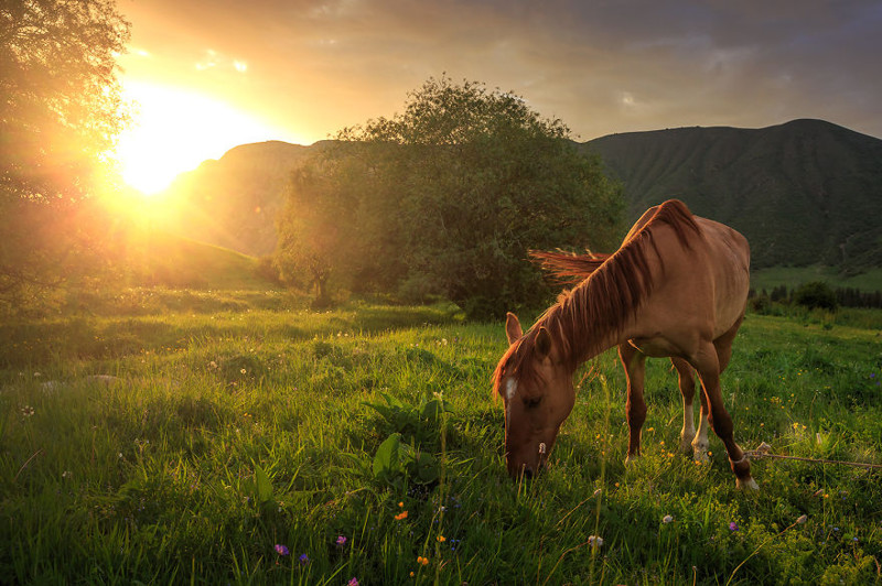 Путешествие по Киргизии на лошадях киргизия, лошадь, путешествие