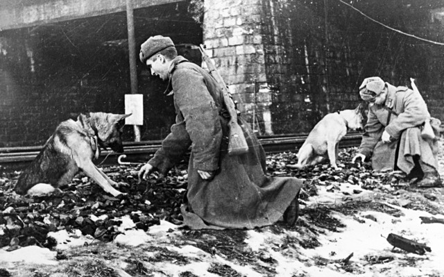 Как кошки, верблюды и другие животные помогали Красной Армии одержать победу во Второй мировой войне Как кошки, верблюды и другие животные помогали Красной Армии одержать победу во Второй мировой войне