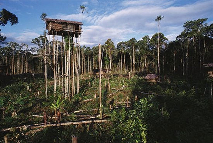 korowai tribe from new guinea essay korowai tribe from new guinea essay