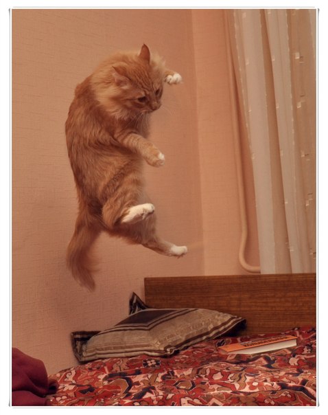 Кот, с которым каждый день - солнечный