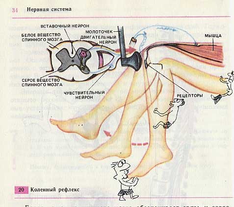 Рисунки в учебниках. Часть 2 Рисунки в учебниках, школа