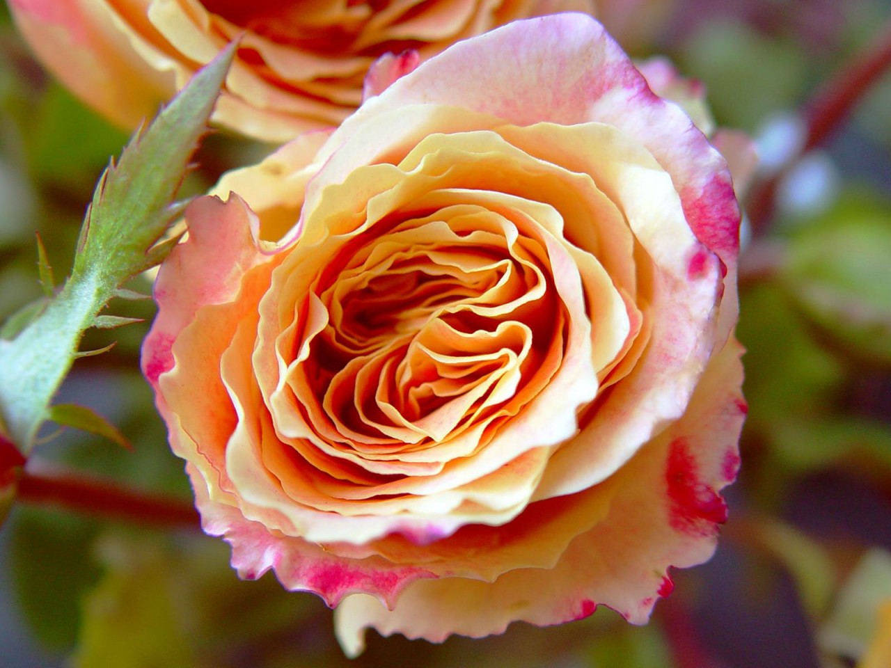 Розы многоцветные фото сорта