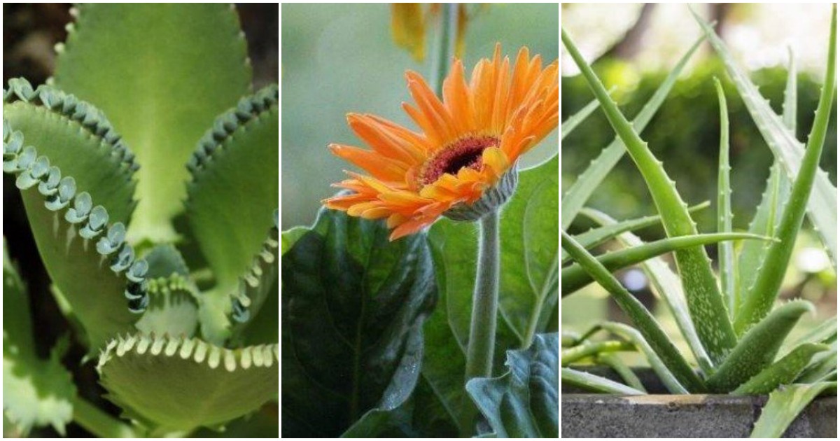 10 комнатных растений, которые активны даже в ночное время