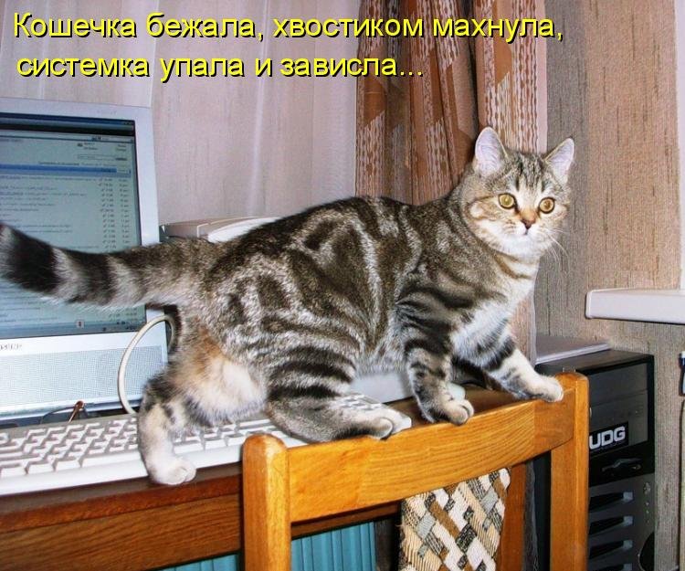 Котоматрица (81 фото)