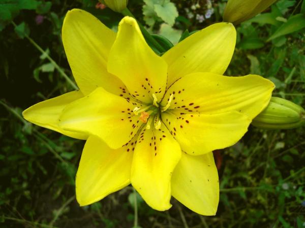 Желтая лилия