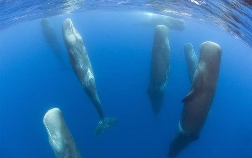 17. Так спят киты. люди, мир, удивительные фотографии
