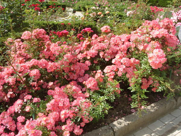 Цветочный бордюр из почвопокровной розы сорт Ferdy