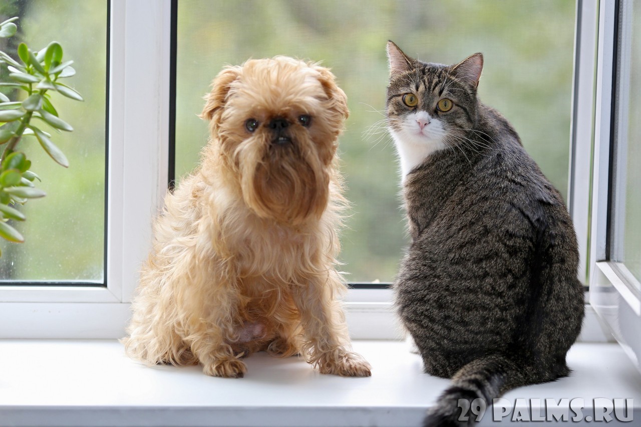 Как кошка с собакой. Часть 1 животные, коты, кошки, собаки, фото, юмор