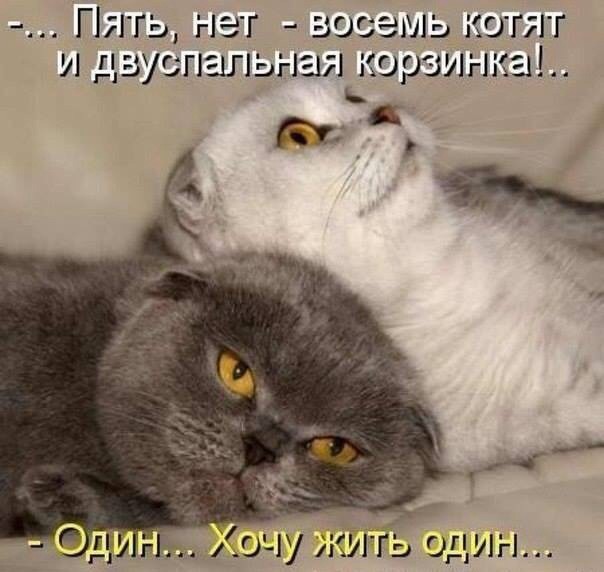 Кошачий фотопост! Кошачий фотопост! коты, юмор