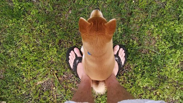30 неприхотливых собак, которые будут сидеть везде, где им вздумается comfydogs19 30 неприхотливых собак, которые будут сидеть везде, где им вздумается