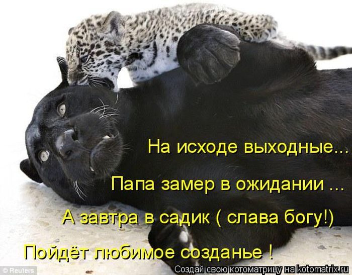 Лучшие котоматрицы недели