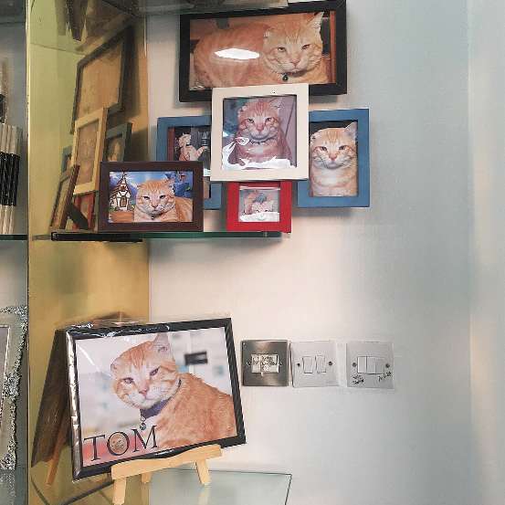 кот на фотографиях фотографии кота