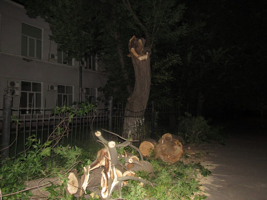 Упавшее возле поликлиники №187 дерево убрано