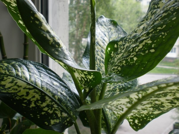 Список самых популярных домашних растений, которые опасны для здоровья!!!