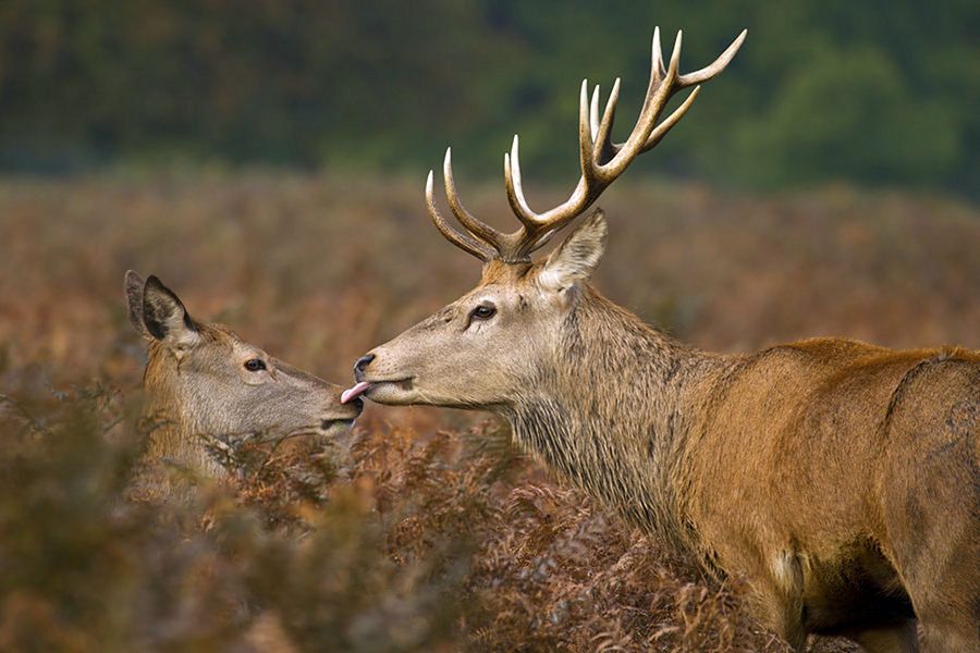 NewPix.ru - ������������ ���������� ��������