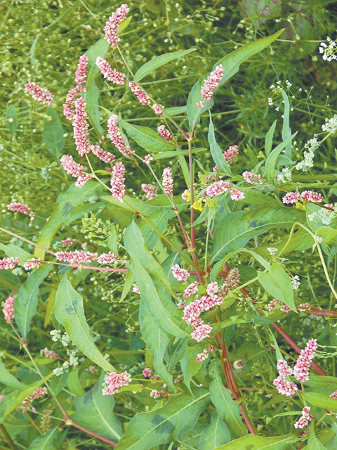 ������� �����