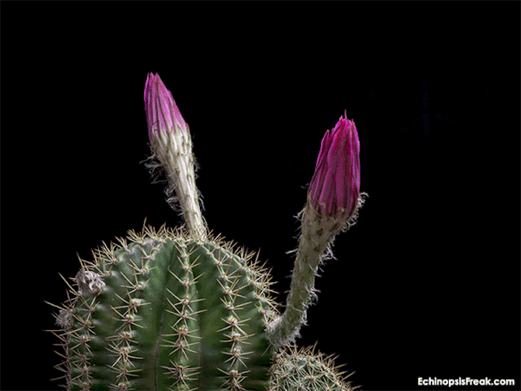 echinopsis-bloom-time-lapse-videos-greg-krehel-4.gif echinopsis-bloom-time-lapse-videos-greg-krehel-4.gif