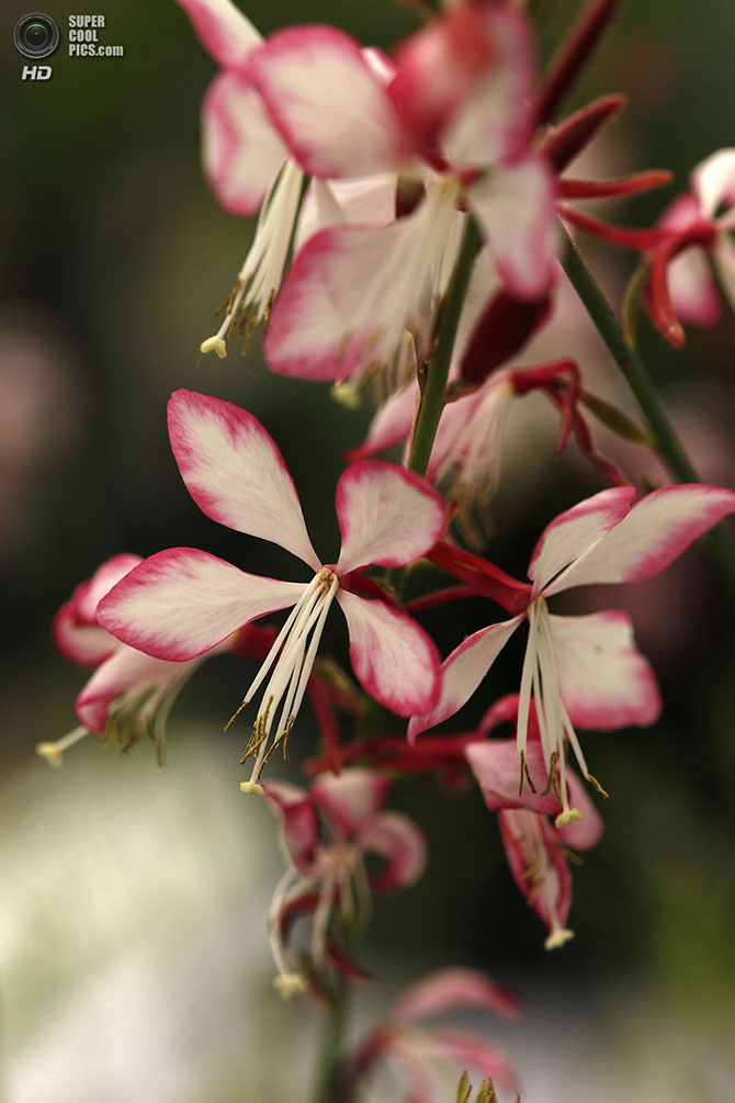 Выставка цветов и ландшафтного дизайна Chelsea Flower Show 2014