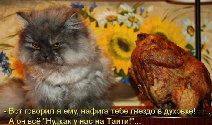 Кошачий фотопост! Кошачий фотопост! коты, юмор