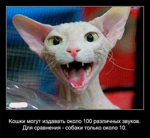 Интересные факты о кошках в картинках Интересные факты о кошках в картинках