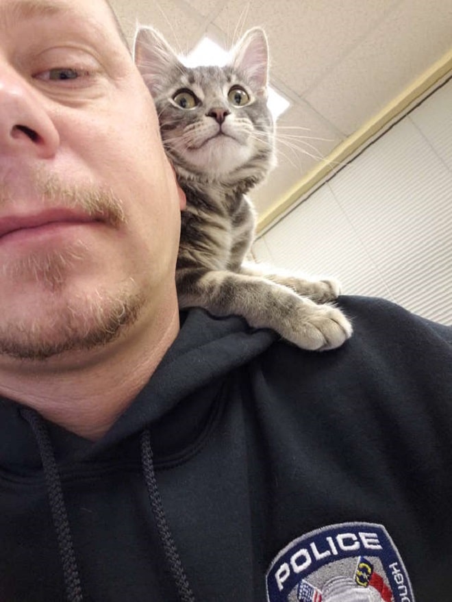 Смешная кошка Котенок на плече
