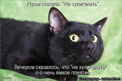 Новая отличная котоматрица (37 фото)