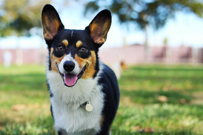 ������ ����� �����-�����. ����