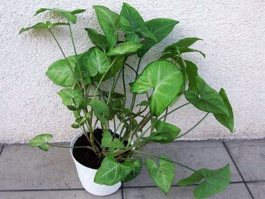 Сингониум (Syngonium) Сингониум (Syngonium)