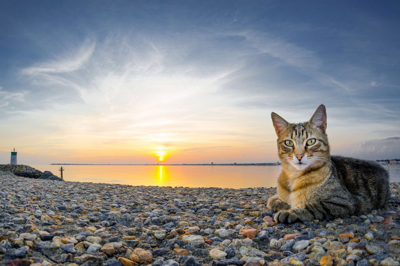 Морские котики) Коты и море