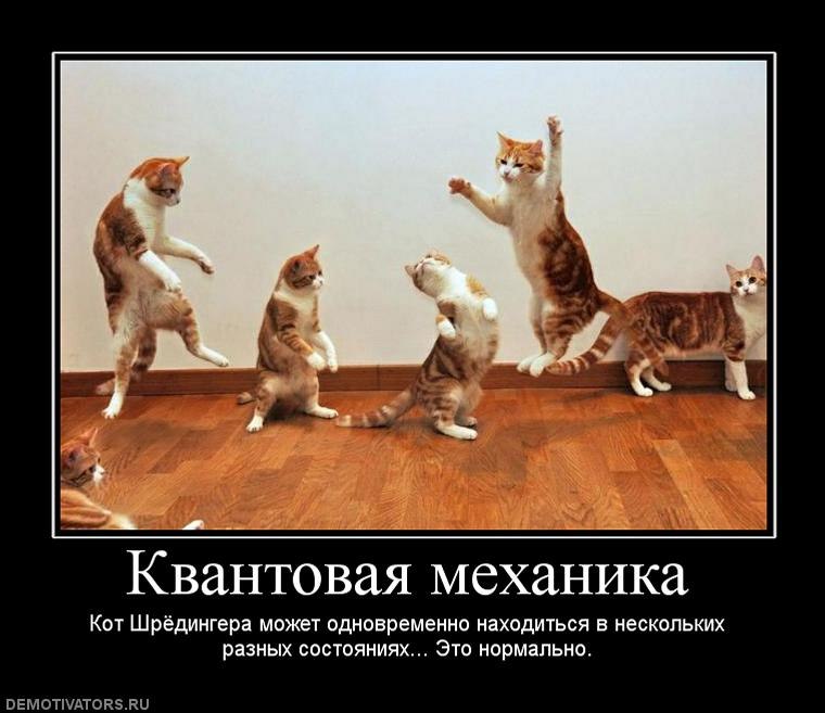 7 звездных котов Интернета